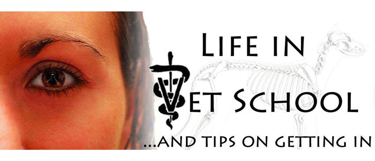 life-in-vet-school-tips-on-getting-in-sharon-ostermann-dvm